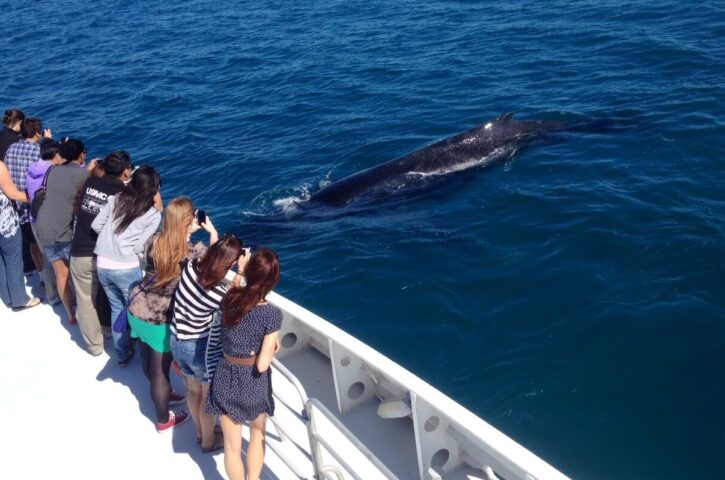 Discover the Thrill of Whale Watching on the NSW South Coast